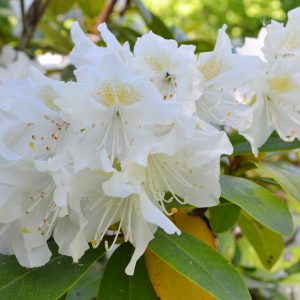 Artikkelin Onnea valmistuneille! esikatselukuva