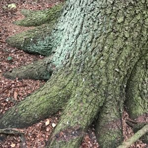 Artikkelin Kaarisilta Biennale Goes Green 2021 esikatselukuva