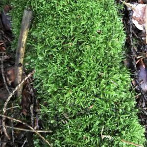 Artikkelin Tulossa: Kaarisilta Biennale Goes Green 2021 esikatselukuva