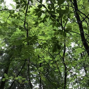 Artikkelin Kaarisilta Biennale tulossa! esikatselukuva